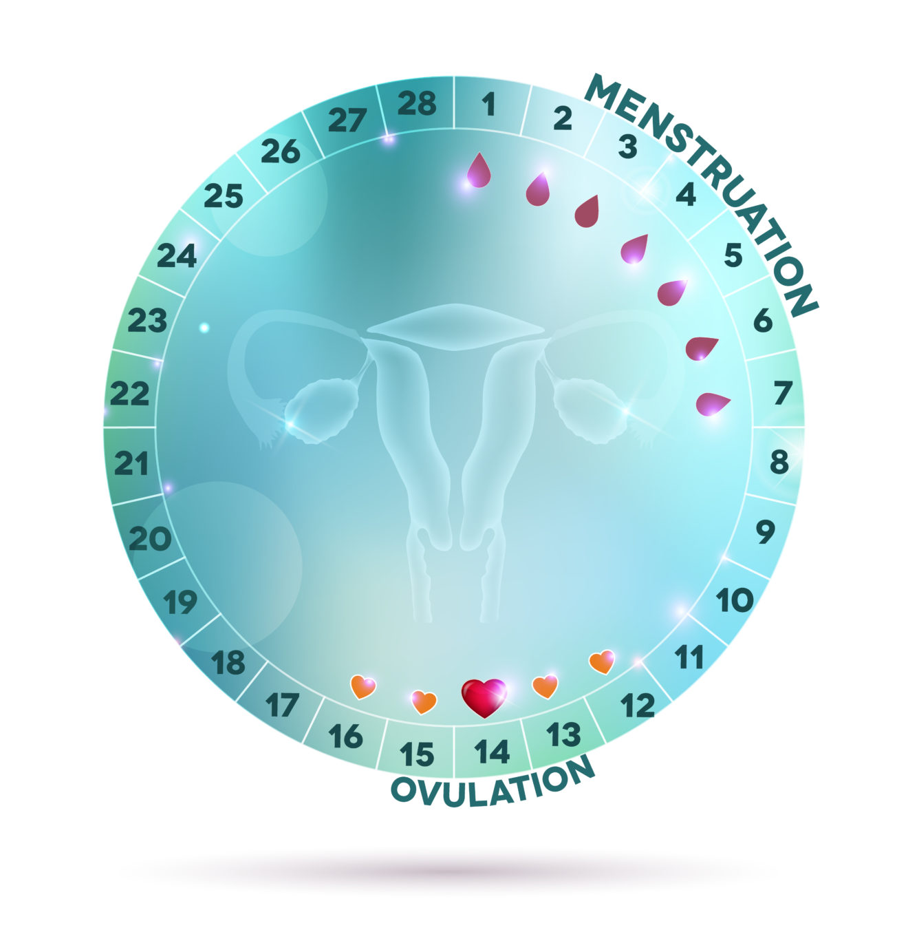 Guide To The Menstrual Cycle USA Fibroid Centers