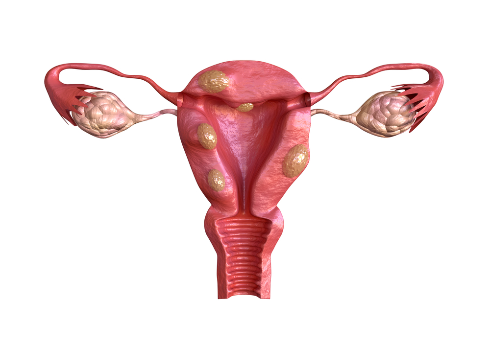 Female genital groin area structure illustration - Stock