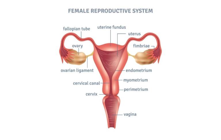 what-is-the-fundus-of-uterus-fibroid-in-uterus-usa-fibroids