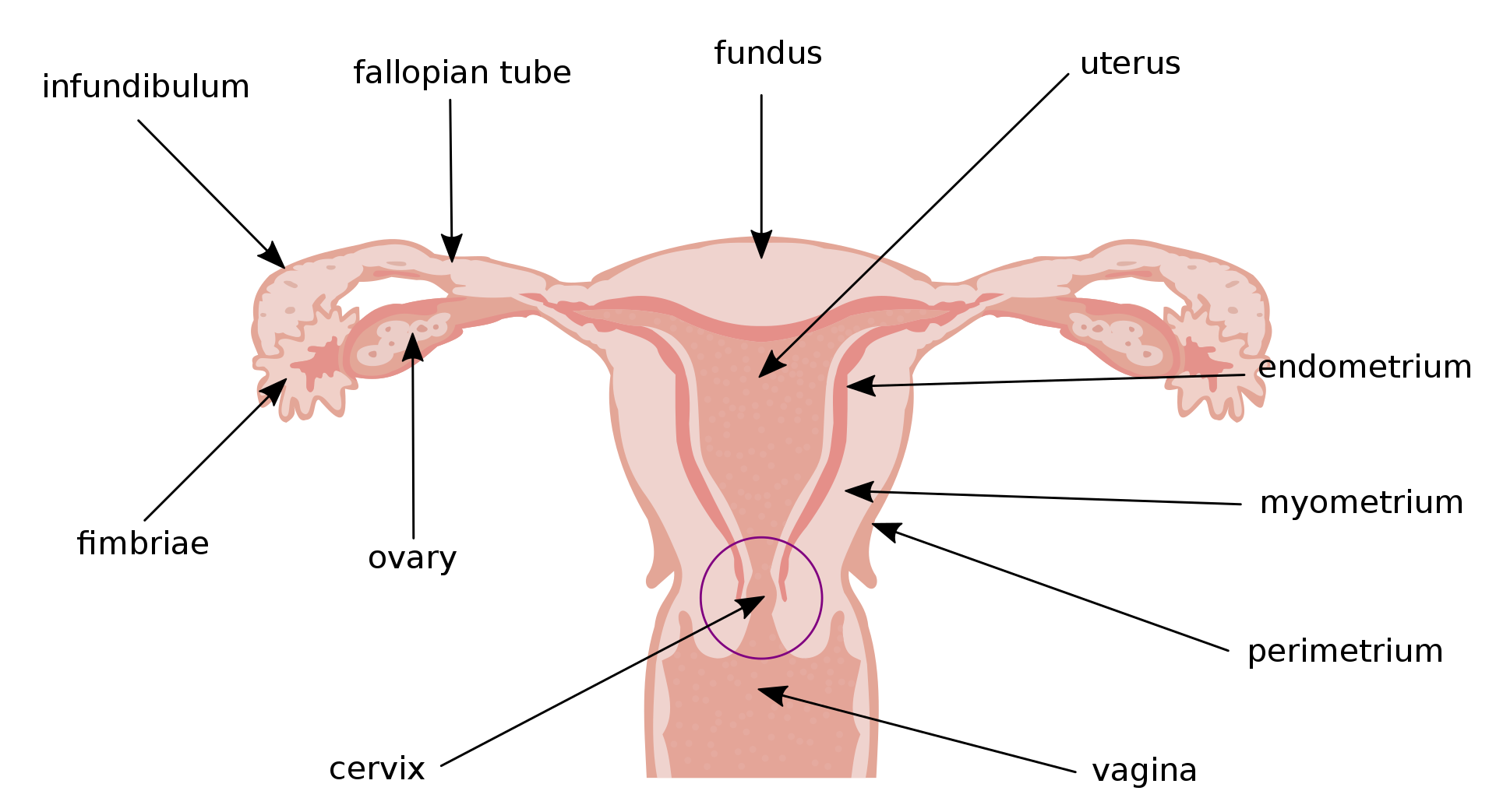 Common Conditions That Can Affect the Uterus